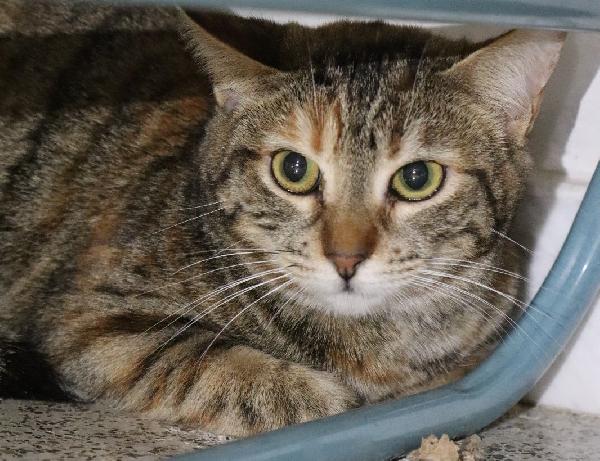 Luna, gattina tigrata (metà 2024) Foto 3